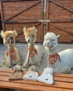 Czapka z wełny alpak