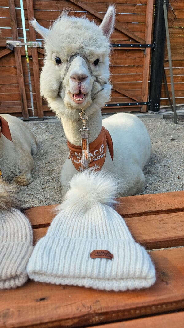 Czapka z wełny alpak