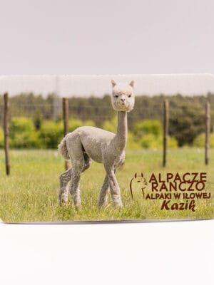 Magnes z alpaką Kazik