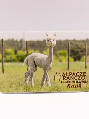 Magnes z alpaką Kazik