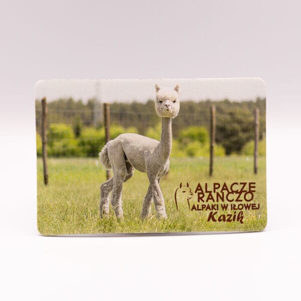 Magnes z alpaką Kazik