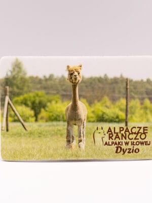 Magnes z alpaką Dyzio