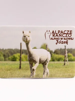 Magnes z alpaką Józek