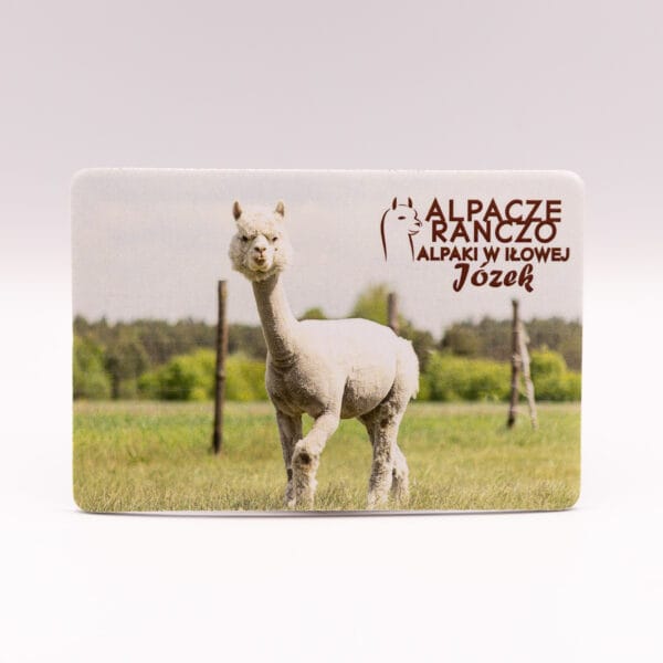 Magnes z alpaką Józek