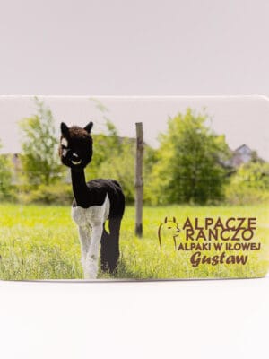 Magnes z alpaką Gustaw