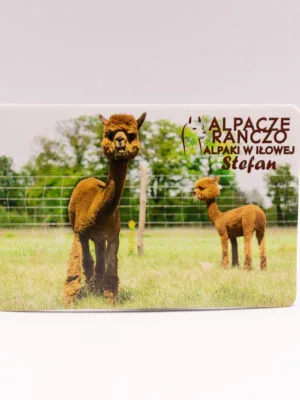 Magnes z alpaką Stefan
