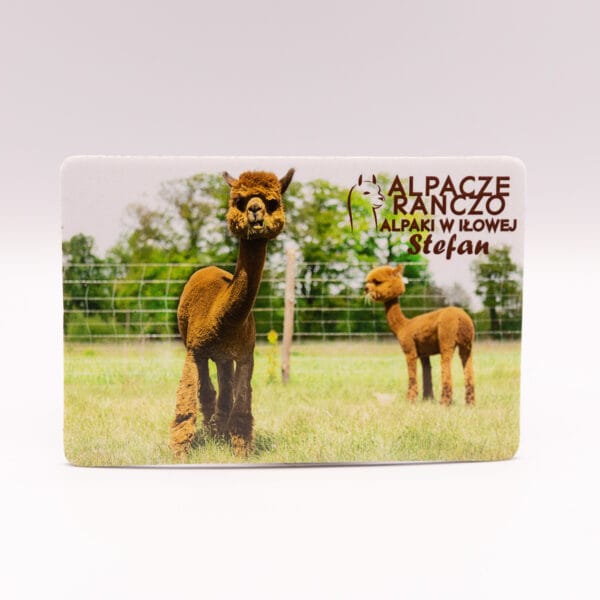 Magnes z alpaką Stefan