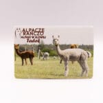 Magnes z alpaką Tadek