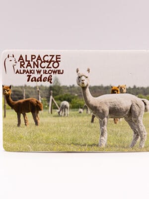 Magnes z alpaką Tadek
