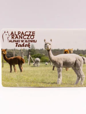 Magnes z alpaką Tadek