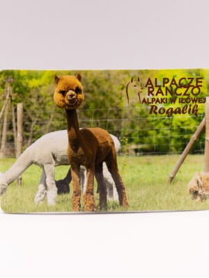 Magnes z alpaką Rogalik