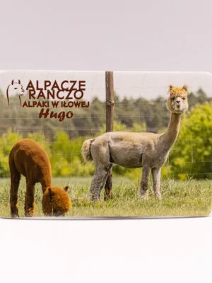 Magnes z alpaką Hugo