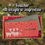 Voucher na wizytę w zagrodzie z alpakami – świąteczny prezent premium