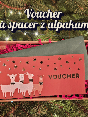 Voucher na spacer z alpakami - świąteczny wzór