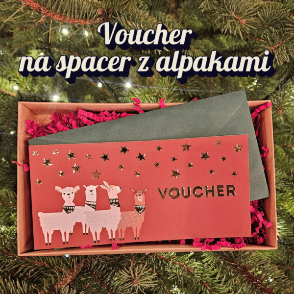 Voucher na spacer z alpakami - świąteczny wzór